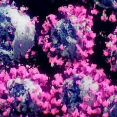 Primeras imágenes reales del coronavirus