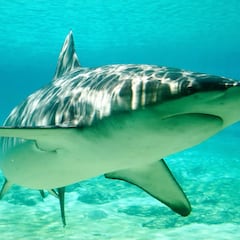 Un buzo es la primera víctima del tiburón arenero del Mediterráneo