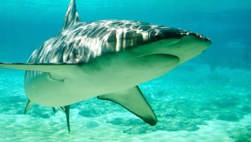 Tiburón arenero en aguas verdes