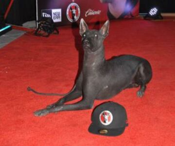 Por su puesto no podía falta el Xoloitzcuintle, la mascota e insignia del Club Tijuana de nuestro país.