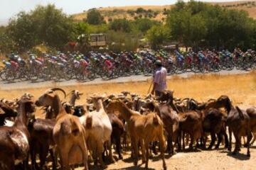 El pelotón durante la cuarta etapa de La Vuelta Ciclista a España 2014 en su 69 edición, que ha comenzado en Mairena del Alcor (Sevilla) y terminado en Córdoba, con una distancia de 164,7 kilómetros.