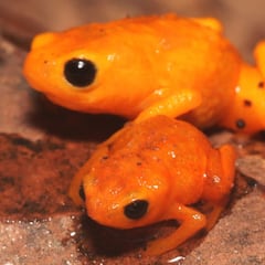 Descubren una nueva especie de sapo diminuto