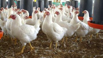 Gripe aviar: alerta en Europa por nuevos brotes de una cepa m¨¢s peligrosa que la de hace 10 a?os