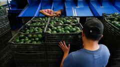 Tras una semana de suspensi&oacute;n por las amenazas hacia un inspector, Estados Unidos ha levantado la prohibici&oacute;n de importaciones de aguacates mexicanos.