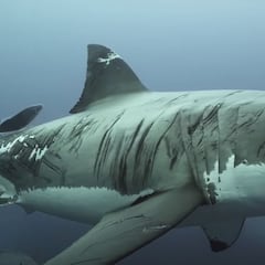 Un buceador se encuentra con un tiburón blanco curtido en mil batallas