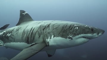 Un tibuón blanco con múltiples cicatrices por todo el cuerpo nada frente a la cámara en el sur de Australia, en marzo del 2021.