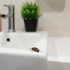 Conoce las 10 plagas más comunes en USA: hormigas, cucarachas, ratones…