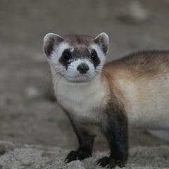 EE UU clona por primera vez un animal en peligro de extinción