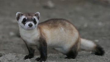 EE UU clona por primera vez un animal en peligro de extinci車n