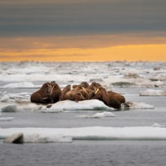 La mayor población de elefantes marinos, fulminada por la gripe aviar