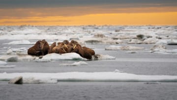 La mayor población de elefantes marinos, fulminada por la gripe aviar
