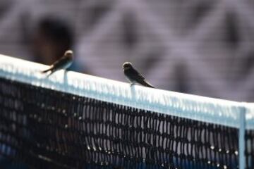 Dos pájaros descansan en la red de la Margaret Court en el Open de Australia.