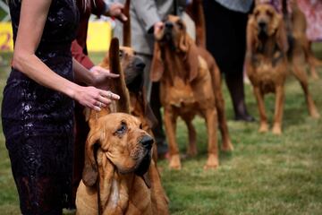 Varios perros de San Huberto durante el concurso.