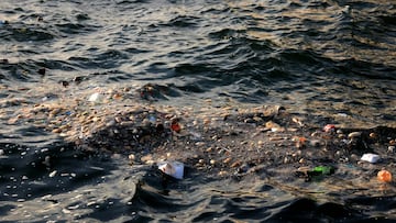 Crean una superesponja con huesos de calamar que elimina casi el 100% de los microplásticos del agua