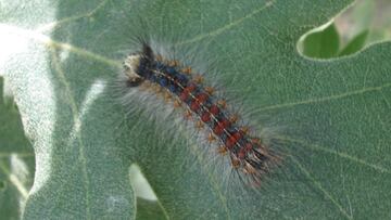 Andalucía, en alerta por una plaga de lagarta peluda