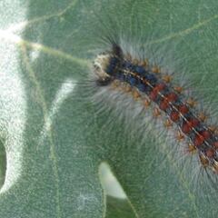Andalucía, en alerta por una plaga de lagarta peluda