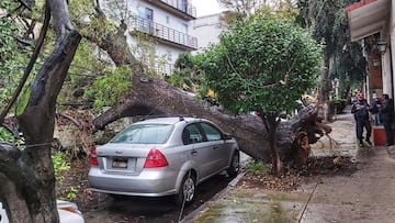 Fuertes vientos en CDMX provocan caída de árboles