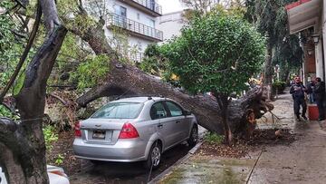 Fuertes vientos en CDMX provocan caída de árboles