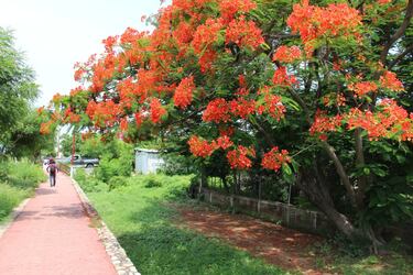 El fútbol alivia a los inmigrantes que pasaron por La Bestia