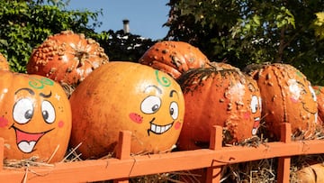 ITALY, NAPLES - OCTOBER 20: A view from the 'Il Giardino delle Zucche pumpkin patch' ranch in Pignataro Maggiore, in the province of Caserta near Naples, on September 20, 2022. In the province of Caserta near Naples, precisely in the municipality of Pignataro Maggiore is the Pumpkin Patch Garden, Europe's first 'pumpkin park', next to the largest corn maze in Italy, covering 15,000 square metres, an animal farm, and a Halloween-style pumpkin carving workshop. (Photo by Stringer/Anadolu Agency via Getty Images)