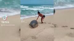 Una chica toca a una foca monje en Haw&aacute;i, en la playa, frente a las olas. 