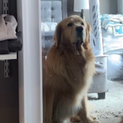 El Golden Retriever que fascina a toda una familia mientras practica afirmaciones frente al espejo cada día