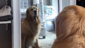 El Golden Retriever que fascina a toda una familia mientras practica afirmaciones frente al espejo cada día