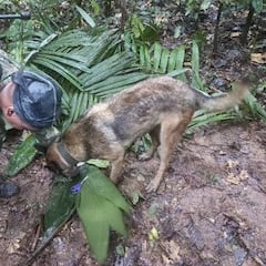 Perro Wilson: Guía explica por qué desapareció