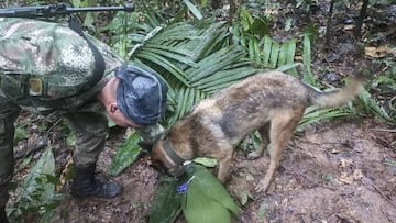 Wilson, perro de raza belga que ayudó en la búsqueda de los cuatro niños indígenas.