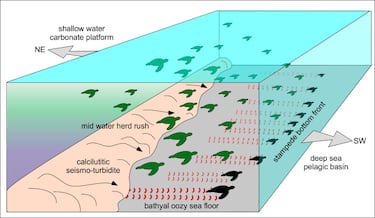 Descubren por accidente evidencias de una estampida de tortugas marinas hace millones de años