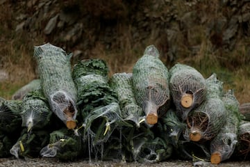 Wrapped Christmas trees