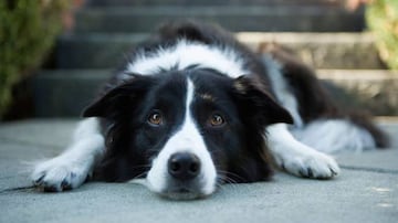 El Border Collie, el perro con mayor inteligencia de trabajo