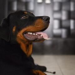 Una jauría de perros mata a un menor de siete años y hiere de gravedad a su madre en EE.UU