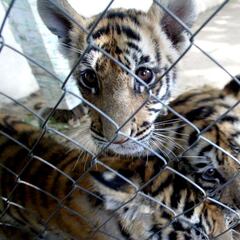 Un joven fotografía dos tigres negros, una especie con solo ocho ejemplares