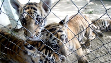 10/08/04 Cuatro crias de tigre en peligro de extincion se encuentran en el Animal Park de Castell&oacute; d&#039;Empuries (Girona). PERE DURAN / EL PAIS