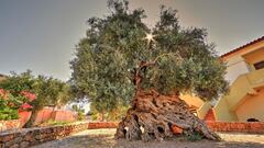 The oldest olive tree in the world and witness to the history of mankind is 4,000 years old and still yields olives
