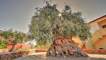 The Olive tree of Vouves in Crete is still going strong after thousands of years. A recent study has revealed its true age.