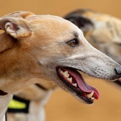 Ahora que vamos de galgos, vamos a contar mentiras…
