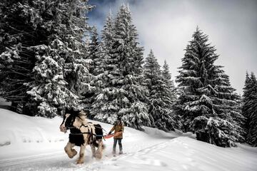 Una persona practica ski joring en la estación de esquí de Avoriaz, en los Alpes franceses. El ski joring es una modalidad de los deportes de nieve en la que el esquiador es arrastrado por un caballo, un grupo de perros o un vehículo. Tiene su origen en los países escandinavos, aunque las carreras más prestigiosas se celebran en Suiza.