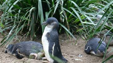 El misterio de los centenares de pingüinos muertos en costas de Nueva Zelanda 