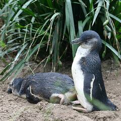 El misterio de los centenares de pingüinos muertos en costas de Nueva Zelanda