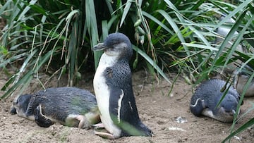 El misterio de los centenares de pingüinos muertos en costas de Nueva Zelanda 