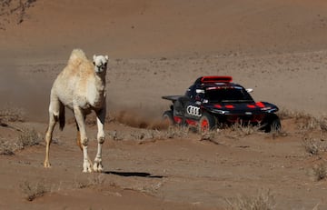 Stephane Peterhansel del equipo Audi Sport y su copiloto Edouard Boulanger pasan junto un camello durante la etapa 11.