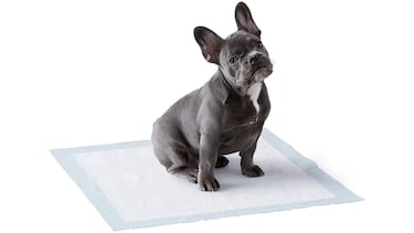 5 accesorios para perros que son imprescindibles en el día a día de tu mascota