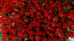 Why are roses given as a gift for Valentine’s Day? Are there any alternative flowers for 14 February?