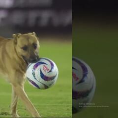 Vídeo: Perro invade el Alebrijes vs Dorados y se lleva la noche, nadie lo podía atrapar