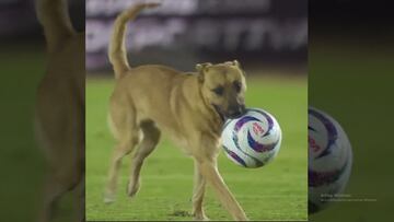 Vídeo: Perro invade el Alebrijes vs Dorados y se lleva la noche, nadie lo podía atrapar