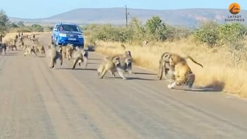 El video viral del leopardo atacado por 50 babuinos en una carretera