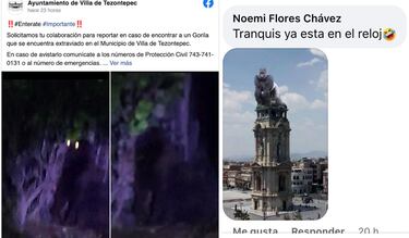 Gorila en Hidalgo: dónde lo vieron, por qué son peligrosos y últimas noticias