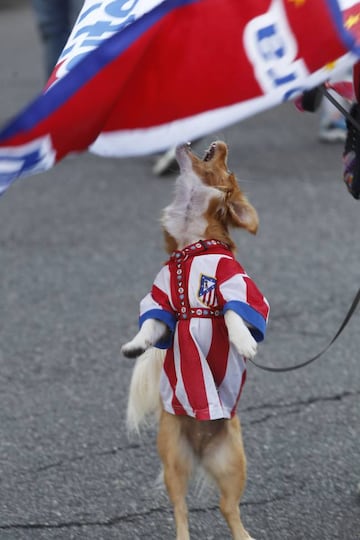 Howling for Simeone to stay.